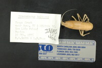 Procambarus toltecae image